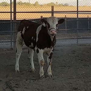 Meet your Posher, Lawana